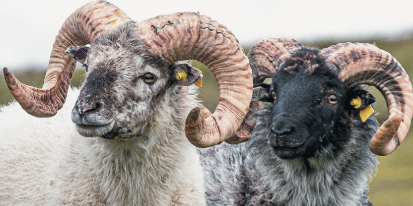 Boreray Sheep: A "Woolly" Remarkable Flock