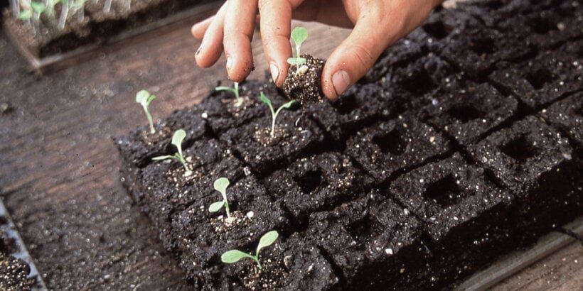 soilblocks_organicgrower_book soilblocks_organicgrower_book