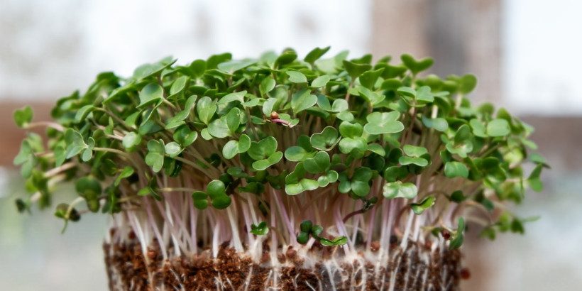 sprouts_yearroundsalad-High-Quality (2) sprouts_yearroundsalad-High-Quality (2)