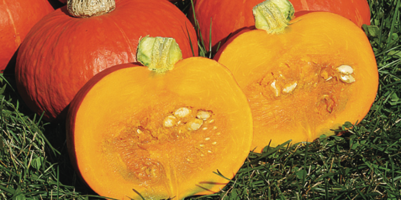 squash_banner_resilientgardener_book squash_banner_resilientgardener_book