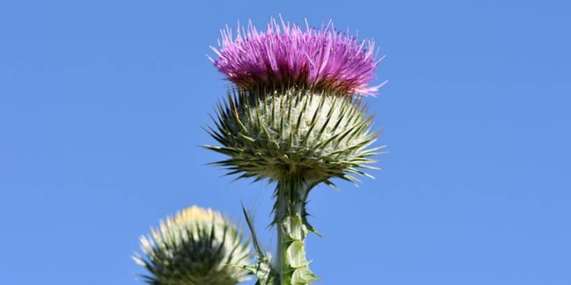 thistle_bannersnack thistle against blue sky