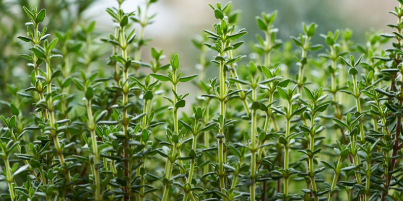About Thyme: Growing, Harvesting, and Drying Thyme