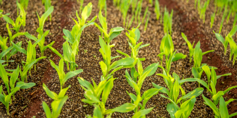 tillage_canva tillage_canva