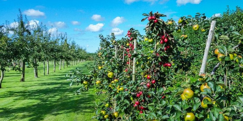 uncultivated_apple trees_bannersnack apple orchard