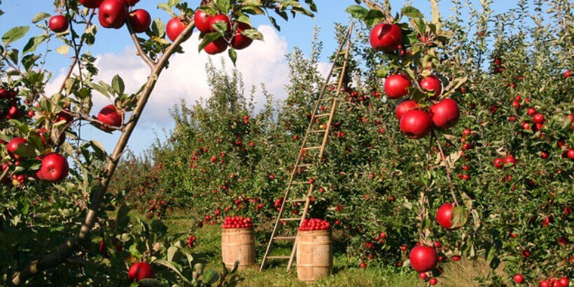 Apples on apple trees