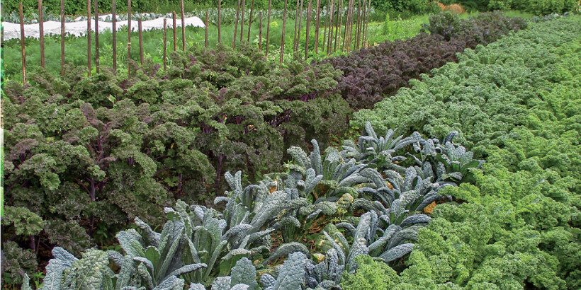 weeding_notill_book weeding_notill_book