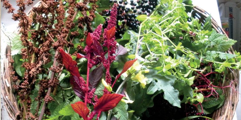 wildwisdeomweeds2 wildwisdeomweeds2