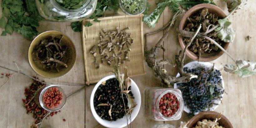 wildwisdomweeds wild edibles