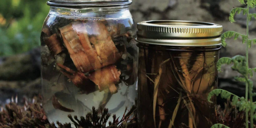 wildyeast_banner_wildcraftingbrewer_book wildyeast_banner_wildcraftingbrewer_book