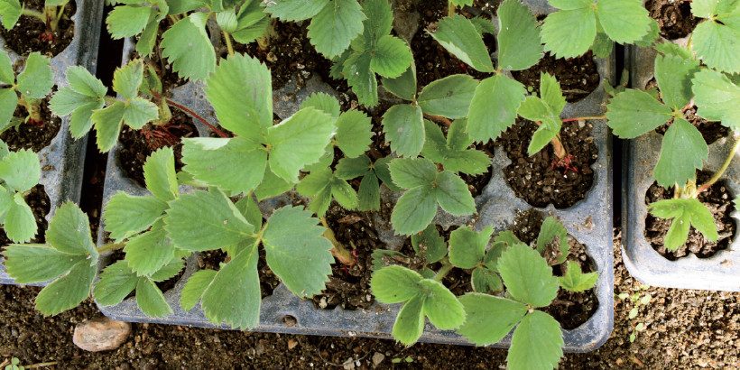 woodchip2_Bannersnack-High-Quality