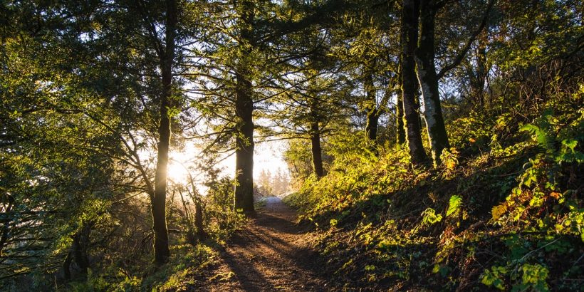 woods2_banner-Max-Quality small silences