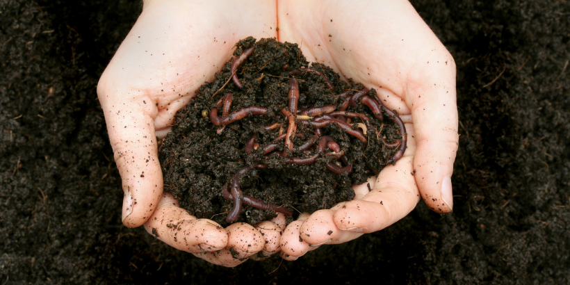 Soil Is Alive: What Lives In Our Soil?