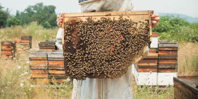 Farm Fresh local honey bee decor for the home