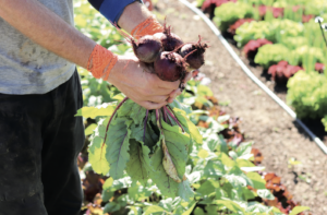 no-till beets