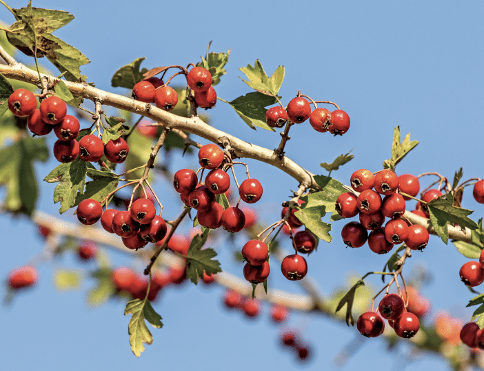 Branch with many red berries and green lobed leaves against a clear blue sky (likely red currants)