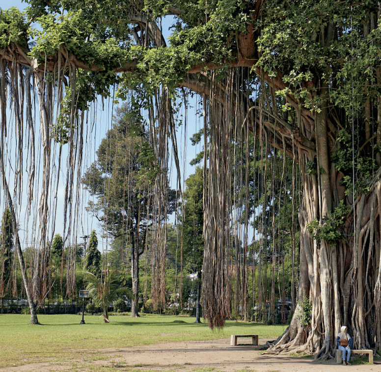 Large banyan tree with many hanging aerial roots in a park; a person sits at the base near the trunk.