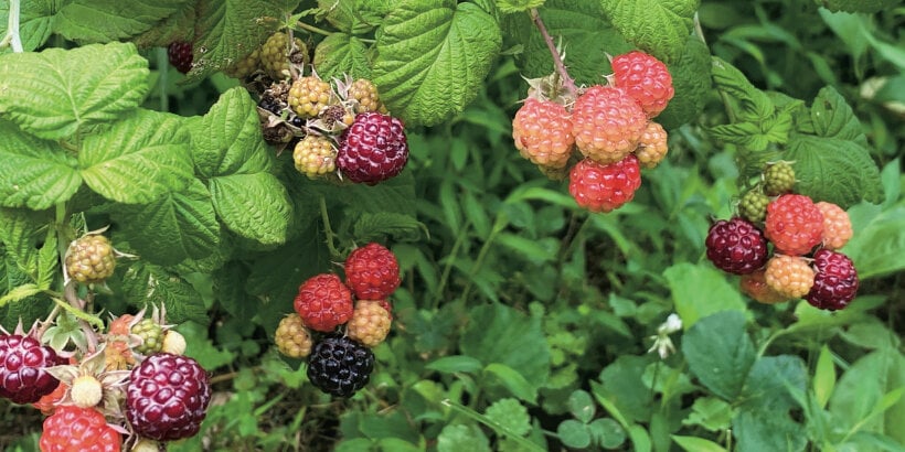 Raspberries - Good for you and your taste buds!