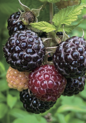 black raspberries