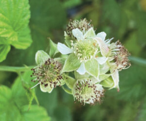 black raspberries