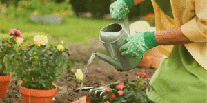 Person wearing green gloves waters blooming roses in a garden