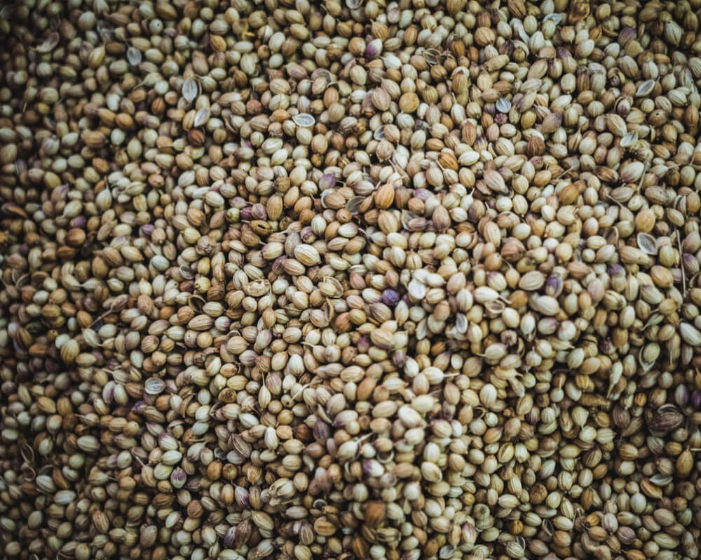 Become A Plant Breeder: The Seed Series