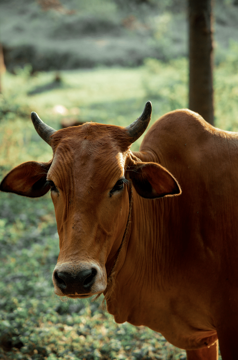 Close-up of a brown cow facing the camera in a sunlit pasture.