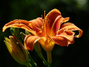 day lily