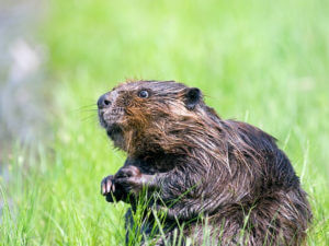 beaver