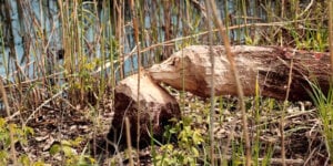 beaver-cut tree