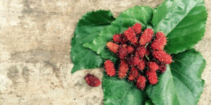 mulberries