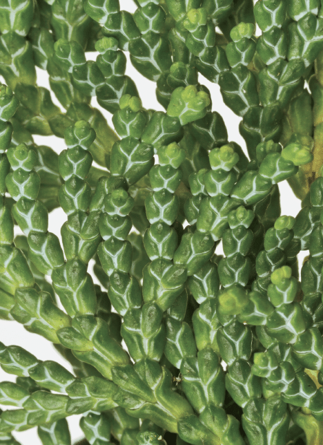 Close-up of dense green succulent stems with small, triangular leaves arranged around the stems.