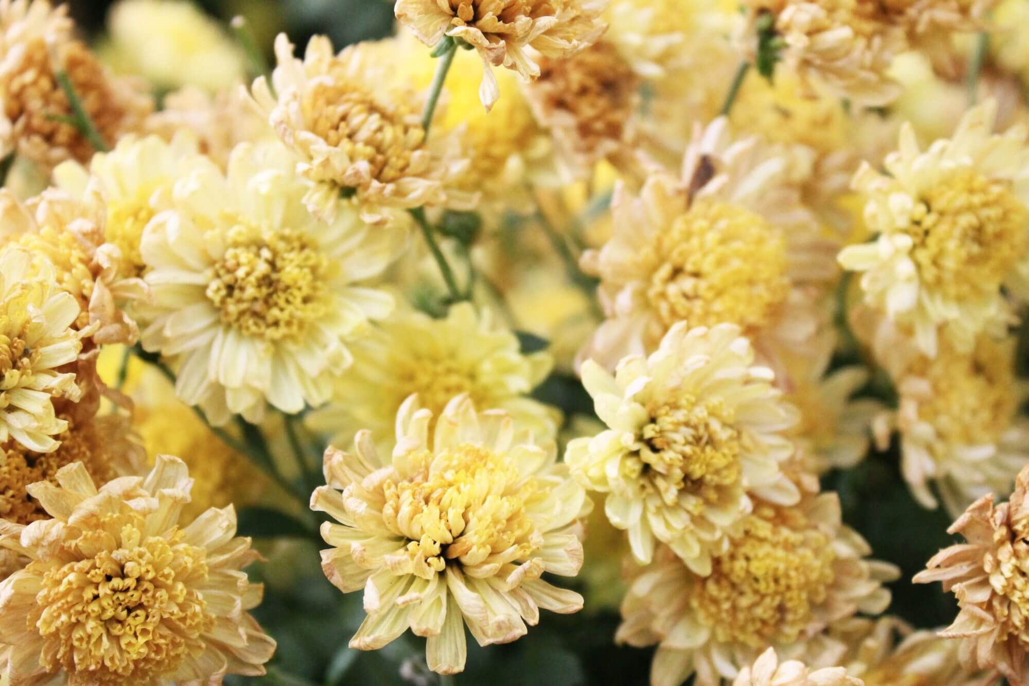 Pinching Flowers to Prolong Bloom When and How