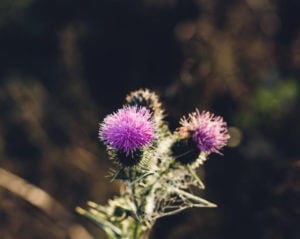canadian thistle