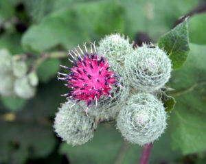 burdock