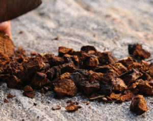 chaga