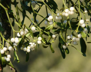 mistletoe