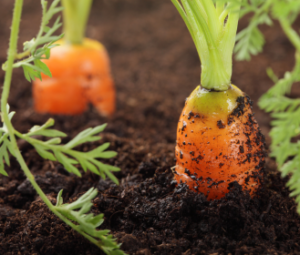 carrots in soil