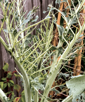Close-up of a tall brassica plant with pale green thick stems and many branching twigs, in a garden with a wooden fence in the background.