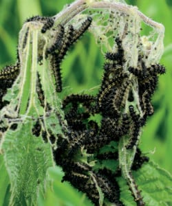 caterpillars Bannersnack High Quality The Shocking Advantages of Rewilding Your Backyard