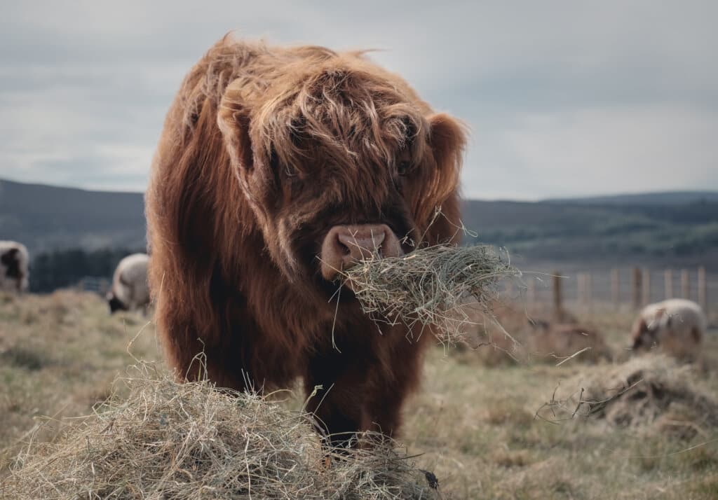 How Cattle Grazing Improves Soil Diversity Saving Our Soil