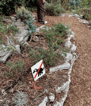 agroforestry - permaculture garden in san francisco