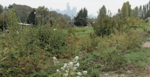 agroforestry - polyculture plantings