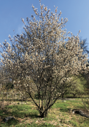 juneberry tree