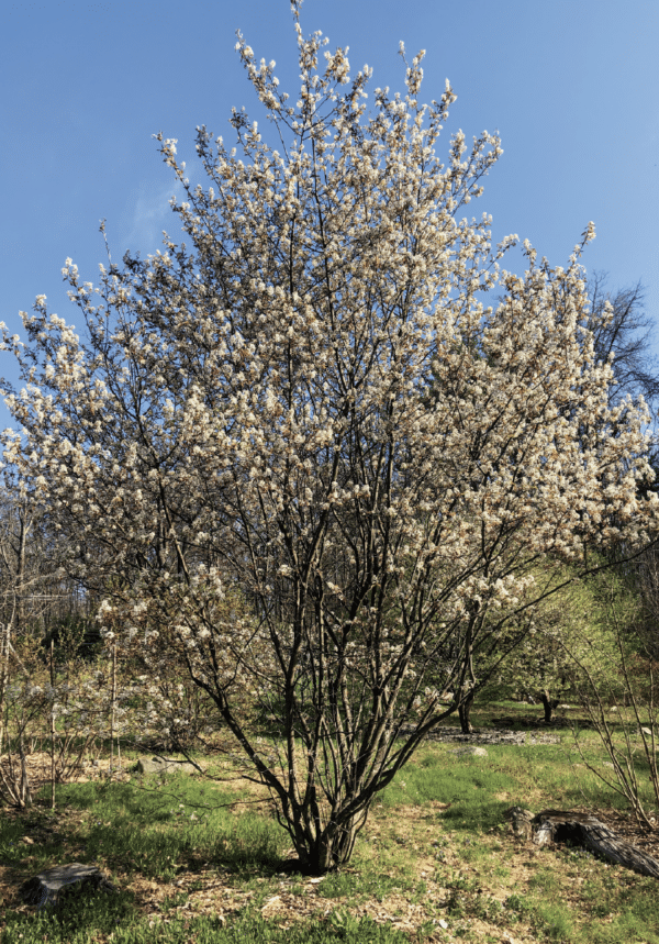 juneberry tree