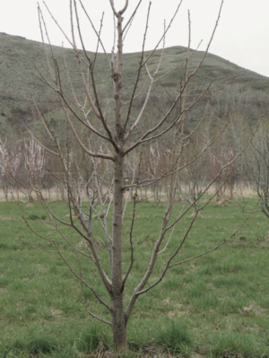 cherry fruit trees