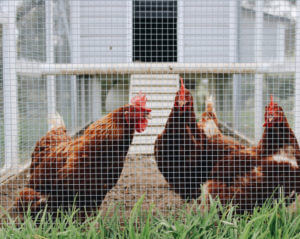 chickens behind a fence