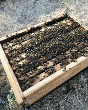 queen bee rearing - colony