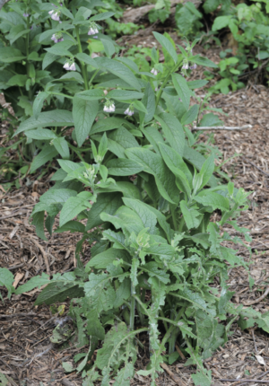 feeding your flock - comfrey