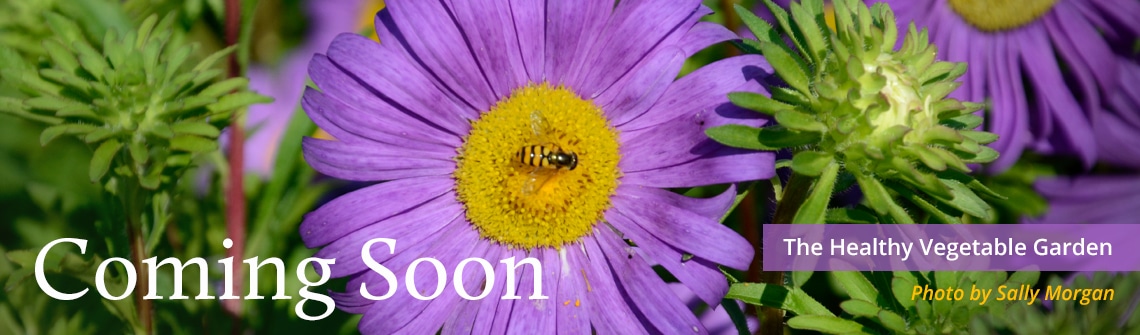 comingsoon_banner_HealthyVeg_1140-335