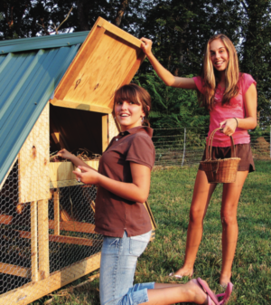 tractors with chickens - access